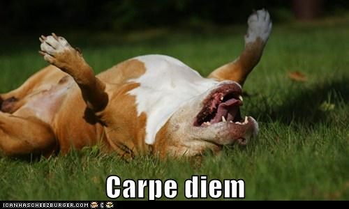 Carpe diem