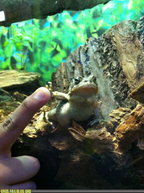 Manimals: Toadfist!