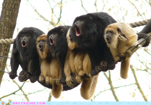 Musical Monkey Theater 