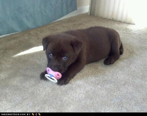Cyoot Puppy ob teh Day: Binky