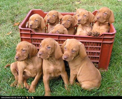 Goggie ob teh Week: Basket of Vizslas! 