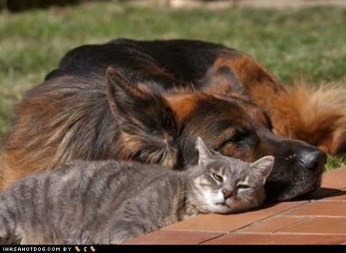 Kittehs R Owr Friends: Summer Time Nap Attacks
