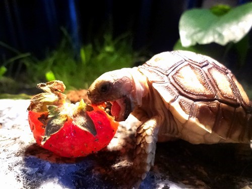 Reader Squee: Sulcata Snack