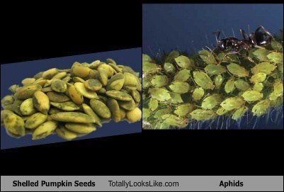 Shelled Pumpkin Seeds Totally Looks Like Aphids