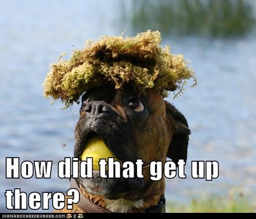 Moss Mystery 