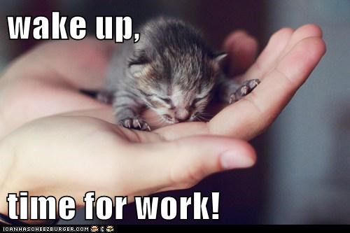 wake up,  time for work!
