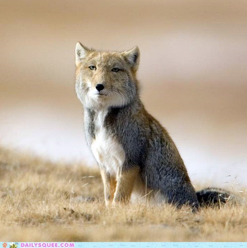 Creepicute: Tibetan Fox 