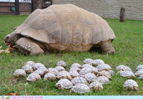 Daily Squee: Squee Spree: Tortoise Overload 