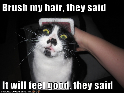 Lolcats: Brush my hair, they said  