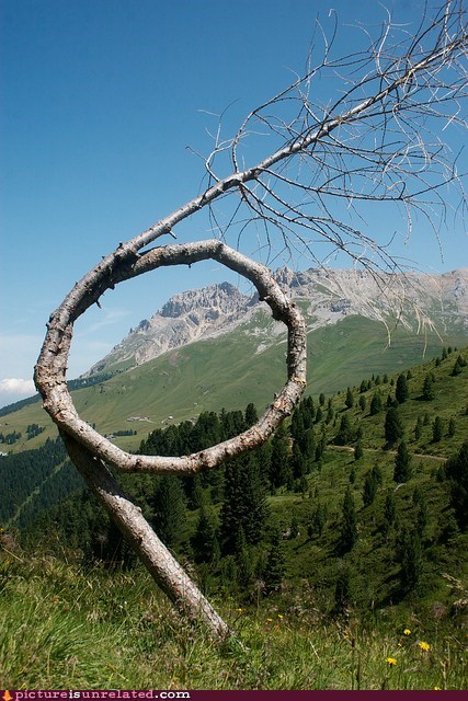 Loopy Tree