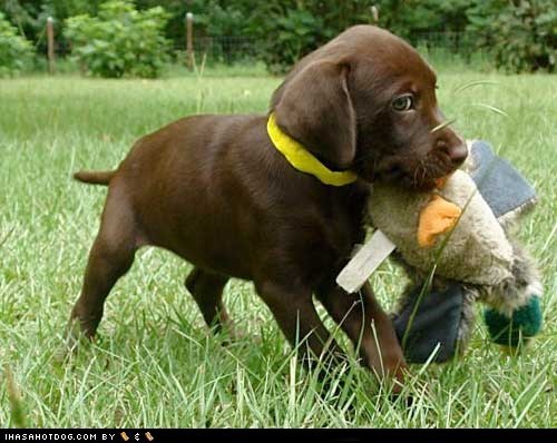 Cyoot Puppy ob teh Day: Ducky 
