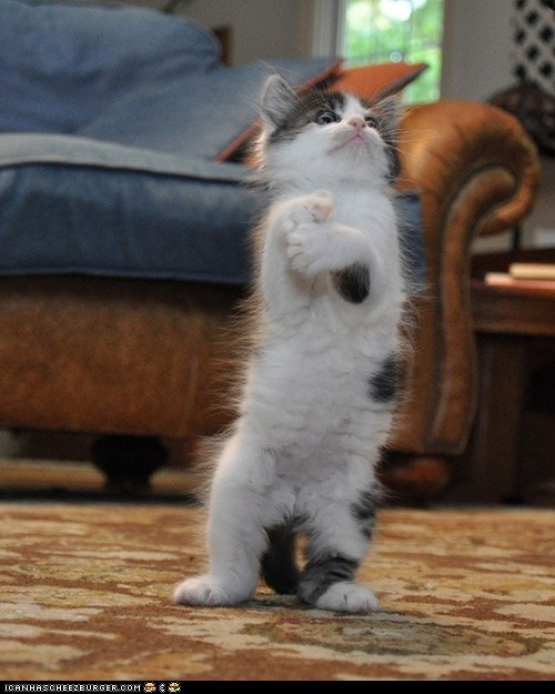 Cyoot Kitteh of teh Day: I AM SHOCKED!  SHOCKED TO MY VERY KITTEN CORE!