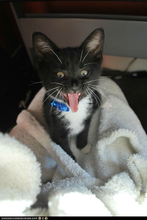 Cyoot Kitteh of teh Day: I Wanna Rock 'n' Roll All Night!