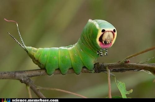 Stinging Rose Caterpillar