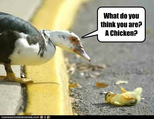 Why Does the Duckie Cross the Road