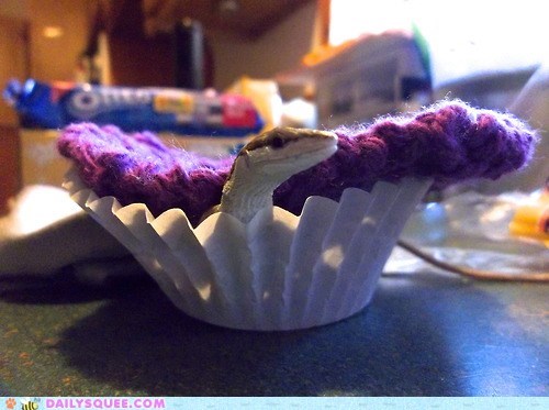 Reader Squee: Lizard Cupcake