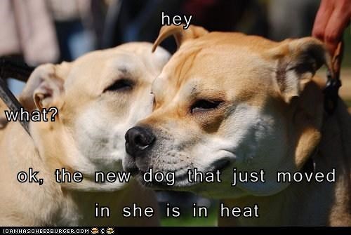 hey what?  ok, the new dog that just moved in she is in heat