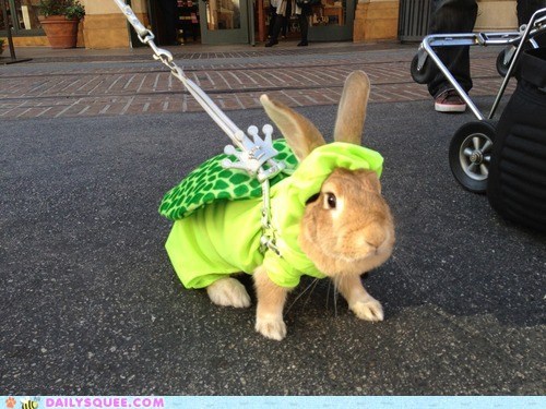 Bunday: King Koopa Bunny 
