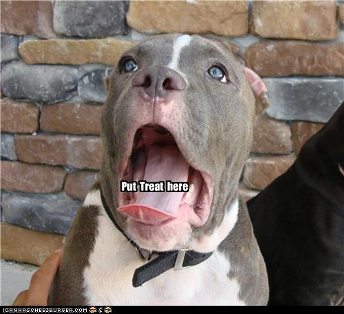 Put treat there