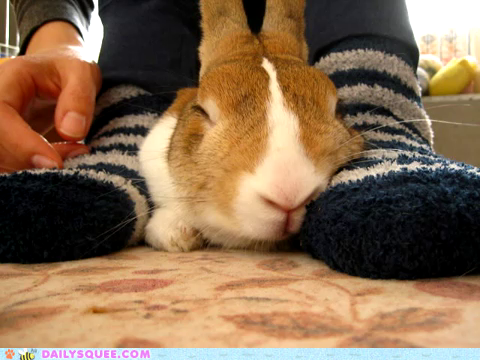 Bunday: Cozy Socks 