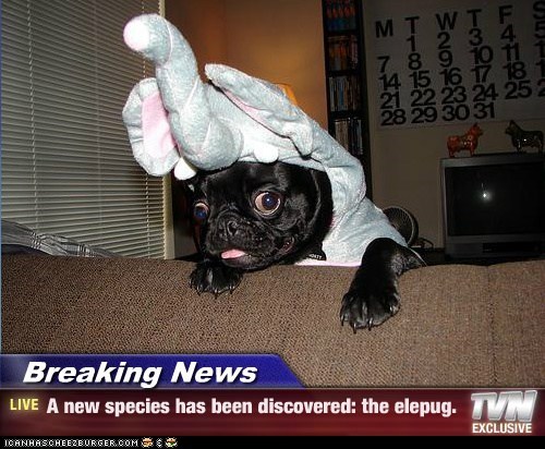 Breaking News - A new species has been discovered: the elepug.