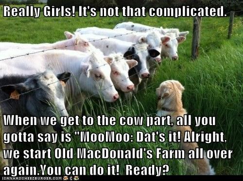 Cow Chorus 