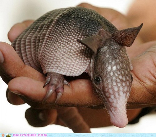 Daily Squee: Squee Spree - Squeemadillo 
