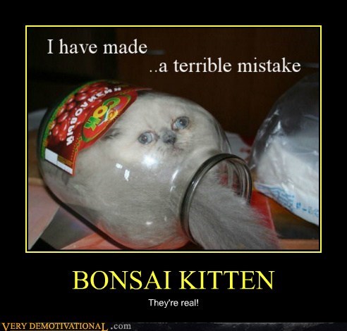 BONSAI KITTEN