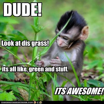 What Kind of Grass is That, Exactly?