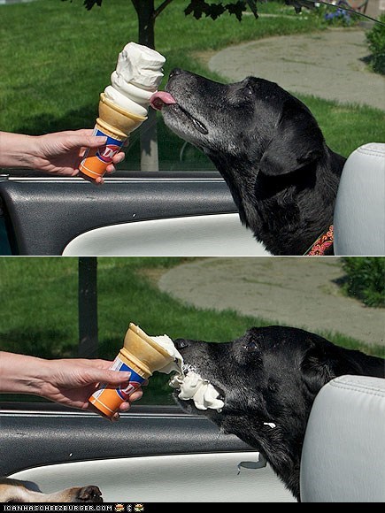 Around the Interwebs: 11 Cats and Dogs Beat the Heat With Ice Cream