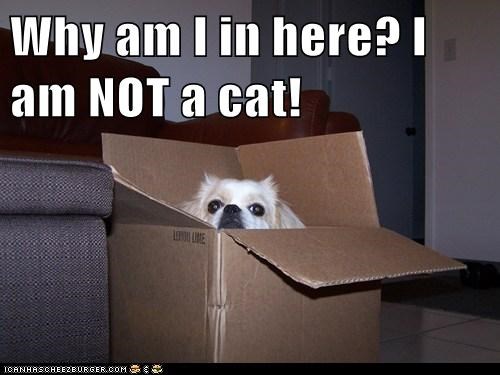 Why am I in here? I am NOT a cat!