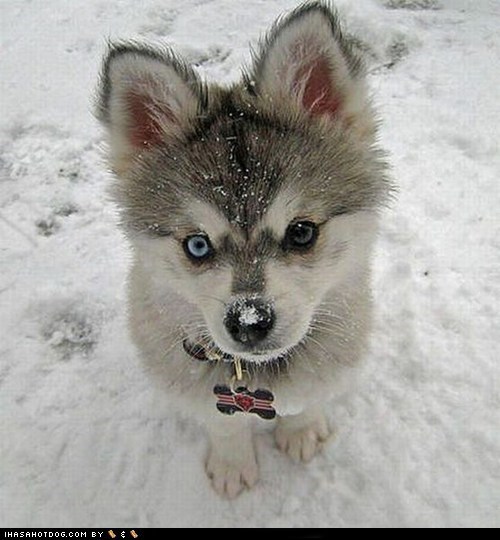 Cyoot Puppy ob teh Day: Heterochromia