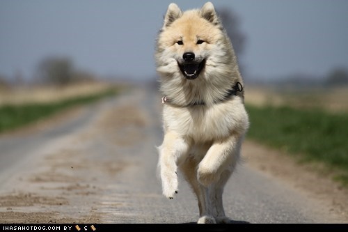 Goggie ob teh Week: Jumping for Joy 