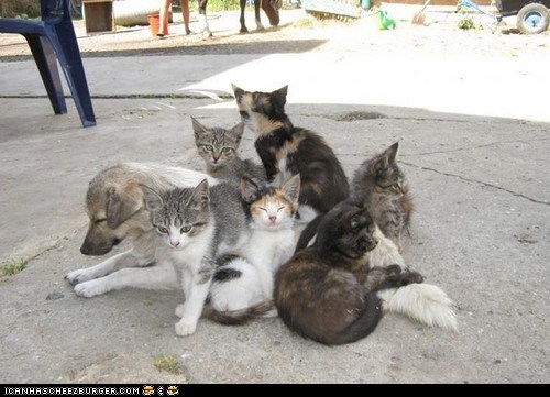 Goggies R Owr Friends: We All Have Our Cats to Bear