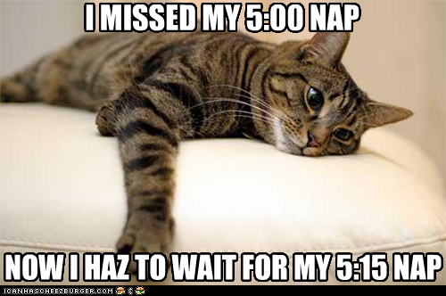 Lolcats: First World Kitteh Problemz