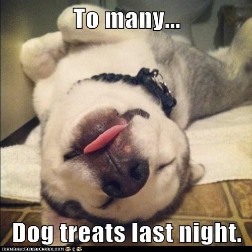 Goggie Hang Over 