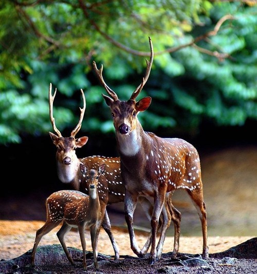 Deer family 