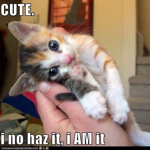 Classic LOLcat