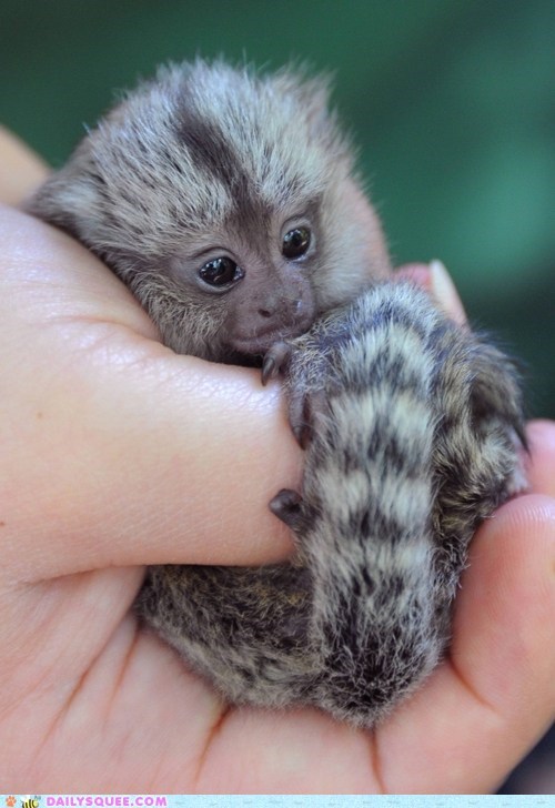 Daily Squee: Pygmy Marmoset 