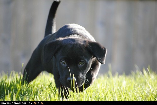 Cyoot Puppy ob teh Day: Stalking 