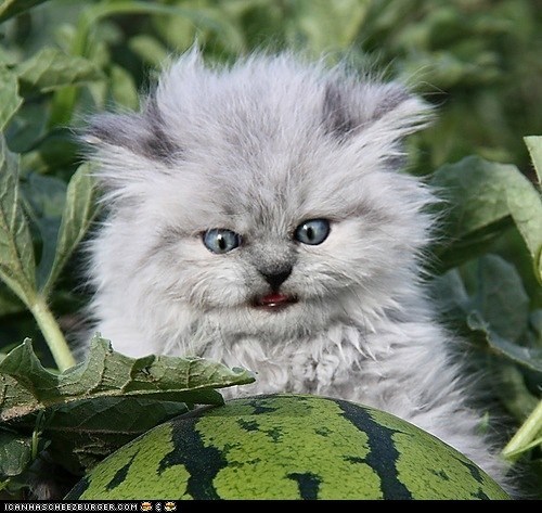 Cyoot Kitteh of teh Day: ERMAHGERD!  WERTERMERLERN!