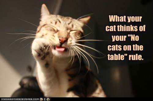 What your cat thinks 