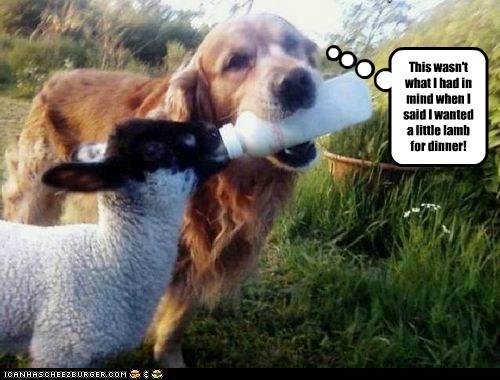This wasn't what I had in mind when I said I wanted a little lamb for dinner!