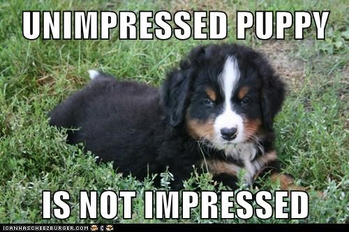 UNIMPRESSED PUPPY  IS NOT IMPRESSED