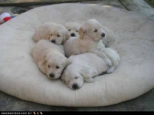 Cyoot Puppy ob teh Day: Puppy Pile 