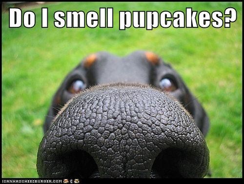 Do I smell pupcakes?