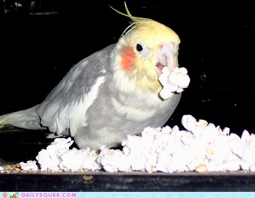 Reader Squee: Popcorn!