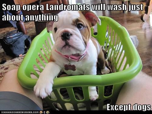 Soap opera Landromats will wash just about anything  Except dogs