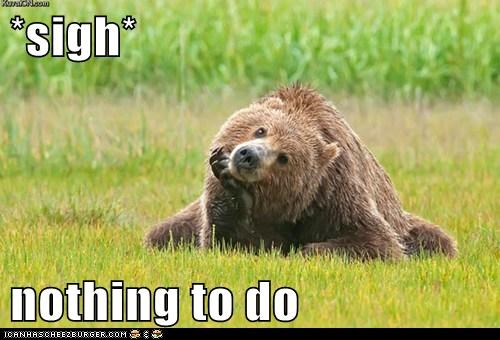 Animal Capshunz: It's Hard Out There For a Bear