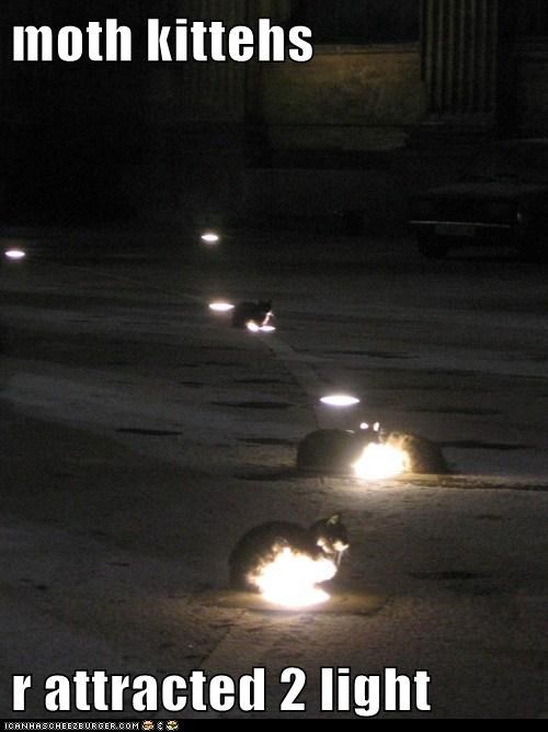 moth kittehs 